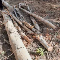 خریدار چوب بری نظامی خرید در محل با تجهیزات کامل..|خدمات باغبانی و درختکاری|مشکین‌دشت, |دیوار