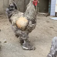 خروس