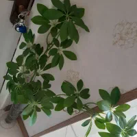 گل مصنوعی و گلدان|گل مصنوعی|شیراز, شیمی گیاه|دیوار