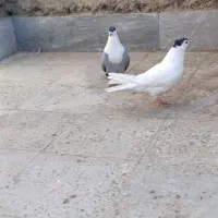 ریش سبز .خال سیاه افغان . کله سرخ زرد چپ سیاه نقش|پرنده|بیرجند, |دیوار