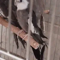 عروس هلندی مولد آماده تخم گذاری|پرنده|تهران, افسریه جنوبی|دیوار