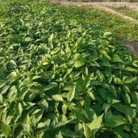 نشا فلفل|خدمات باغبانی و درختکاری|میناب, |دیوار