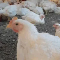 فروش مرغداری ۲۰۰۰م زمین ۲هکتاری فعال زاویه کد5752