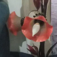 شب خواب