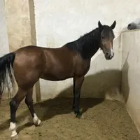 کارگر در اسطبل اسب