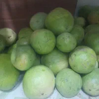 هندوانه گوسفندی