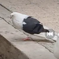 کبوتر باخت رفته