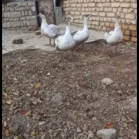 غاز|حیوانات مزرعه|تاکستان, |دیوار