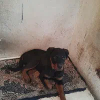 توله روتوایلر