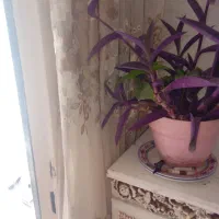 گل و گلدان زیبا