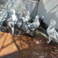 کبوتر|پرنده|دهدشت, |دیوار