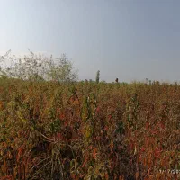 نهال حراج|گل و گیاه طبیعی|خان ببین, |دیوار