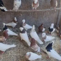 کبوتر|پرنده|اندیمشک, |دیوار