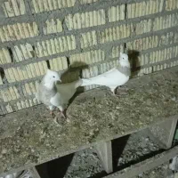 جفت آبی 2500جفت آجری 3تمن جفت لیمویی اجری 3تومان