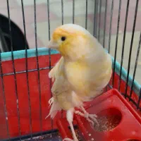 قناری جوان نر ریزه خوان باقفس ۱۲۰۰|پرنده|کرج, کوی زنبق|دیوار