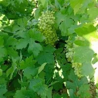 غوره محلی بشرط کنگان
