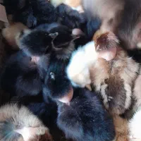 جوجه دوروزه گردن لخت وساده|حیوانات مزرعه|دهدشت, |دیوار