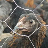 نیمچه مرغ و خروس