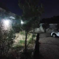 ۸عدد درخت کاج ۱۰ ساله