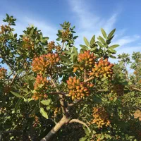 نهال پسته احمدآقایی با تضمین اصالت