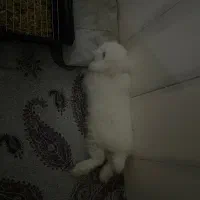 خرگوش لوپ ترکیش|موش و خرگوش|گرگان, |دیوار