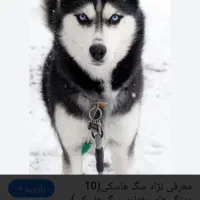 واگذاری سگ هاسکی ۴ تومن