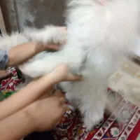 سگ شیتزو اری معاوضه میکنم