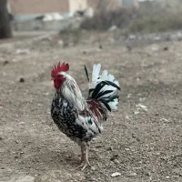 مرغ خروس گلین و اردک خارجی