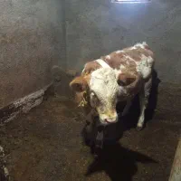 گوساله ماده|حیوانات مزرعه|مریوان, |دیوار