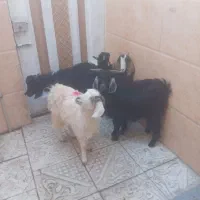 بزغاله ماده جمع کردنی سالم سرحال