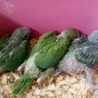 طوطی سرلاکی .برزیلی. ملنگو