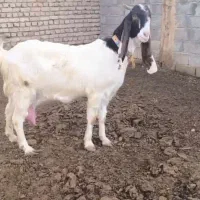 بز  پاکستانی|حیوانات مزرعه|تربت‌حیدریه, بی بی حسنیه|دیوار