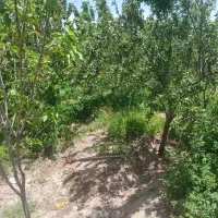 باغ ویلا در موسی آباد رابر