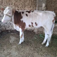 گوساله سمینتال