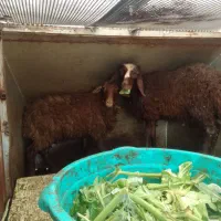 بره نر افشار و مرغ و خروس گلپایگان