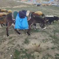 خرماده