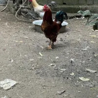 خروس پاپر|حیوانات مزرعه|لنگرود, |دیوار