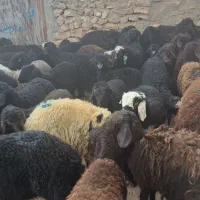 ۵۵ راس نر|حیوانات مزرعه|بوئین زهرا, |دیوار