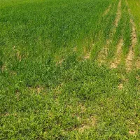 زمین ویلای وخانه باغی در بیلورد ی