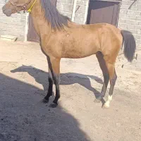 اسب دره شوری|اسب و تجهیزات اسب‌سواری|سلماس, |دیوار