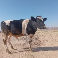 گوساله نر بیضا|حیوانات مزرعه|شیراز, گویم|دیوار