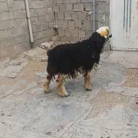 بره قوچ سنجابی بره ماده بختیاری درجه یک|حیوانات مزرعه|ماهیدشت, |دیوار