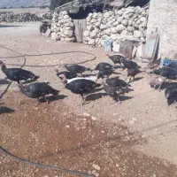 بوقلمون باقیمت مناسب|حیوانات مزرعه|بهبهان, |دیوار