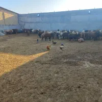 دامداری نیمه صنعتی / پرواربندی|اجارهٔ دفتر صنعتی، کشاورزی، تجاری|چناران, |دیوار