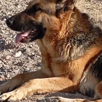 واگذاری ژرمن|سگ|تبریز, |دیوار