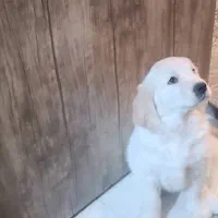 واگذاری توله گلدن|سگ|چهارباغ, |دیوار