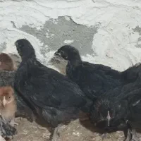 جوجه غاز و جوجه مرغ و جوجه اردک،تخم مرغ