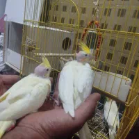 عروس هلندی|پرنده|کاشان, میدانگاه آقا|دیوار