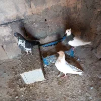 کبوتر رنگه|پرنده|شیروان (خراسان), |دیوار