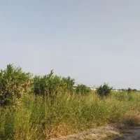 فروش-باغچه